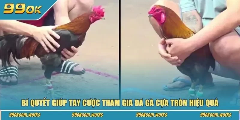 Bí quyết giúp tay cược tham gia đá gà cựa tròn hiệu quả