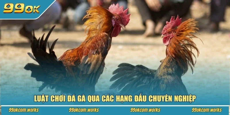Luật chơi đá gà qua các hạng đấu chuyên nghiệp